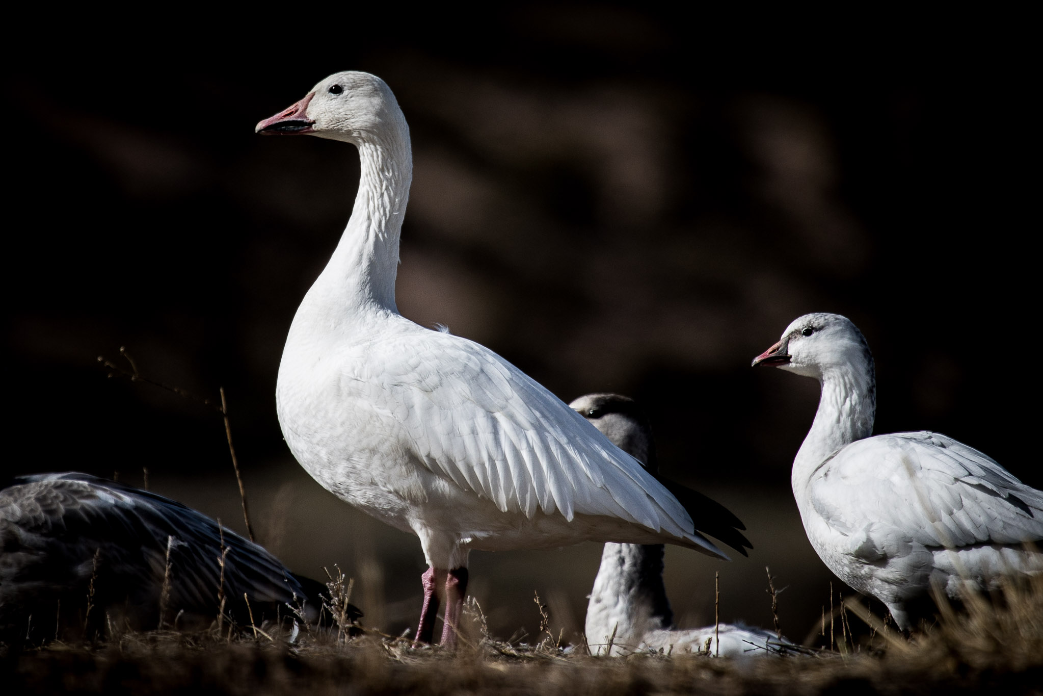 Snow Goose standing watch, Bosque del Apache National Wildlife Refuge, San Antonio NM, December 6, 2016