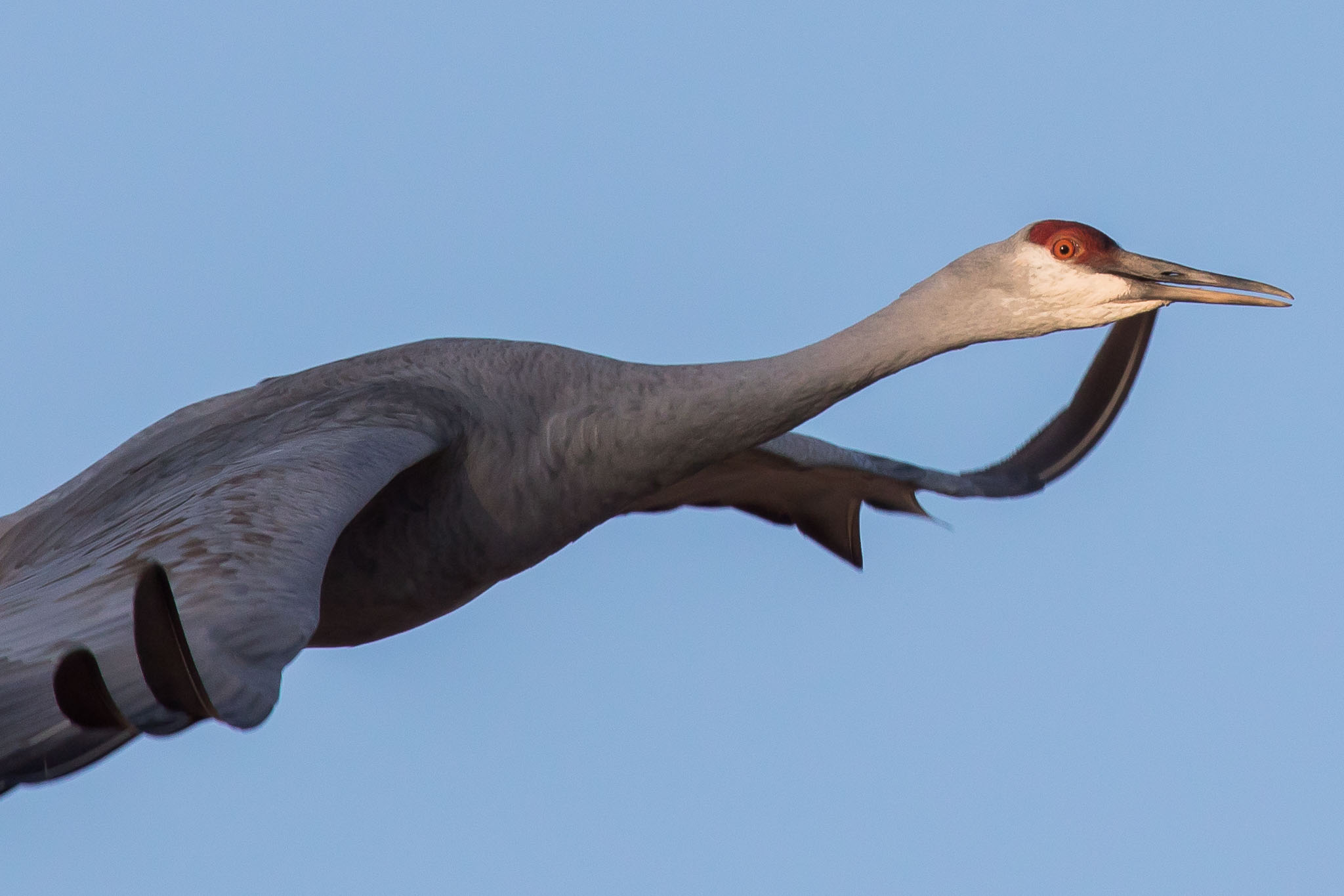 Flying Sandhill Crane emerging from shade, Bosque del Apache National Wildlife Refuge, San Antonio NM, December 8, 2016