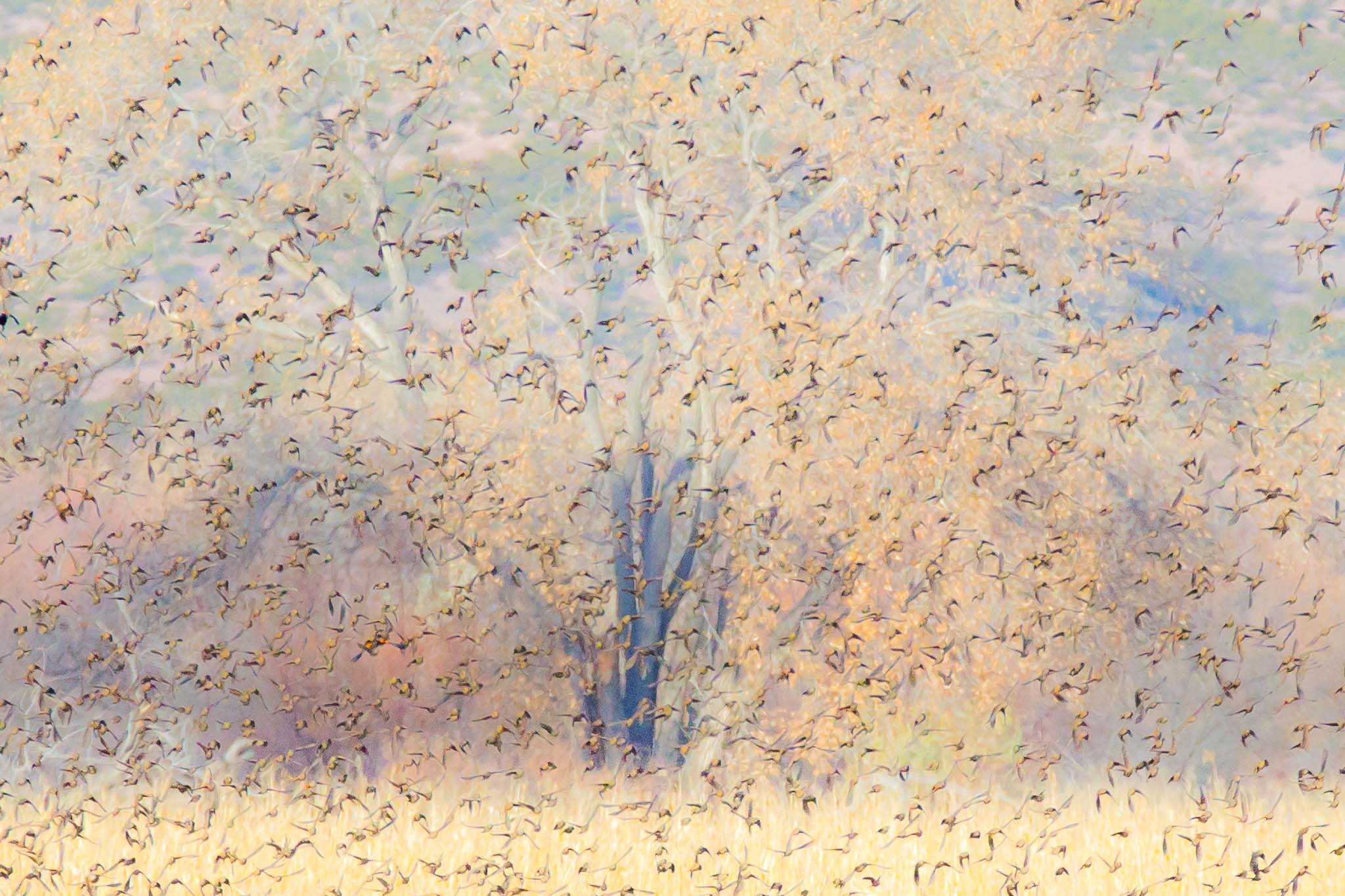 Blackbirds flocking in a cornfield, Bosque del Apache National Wildlife Refuge, San Antonio NM, December 13, 2016