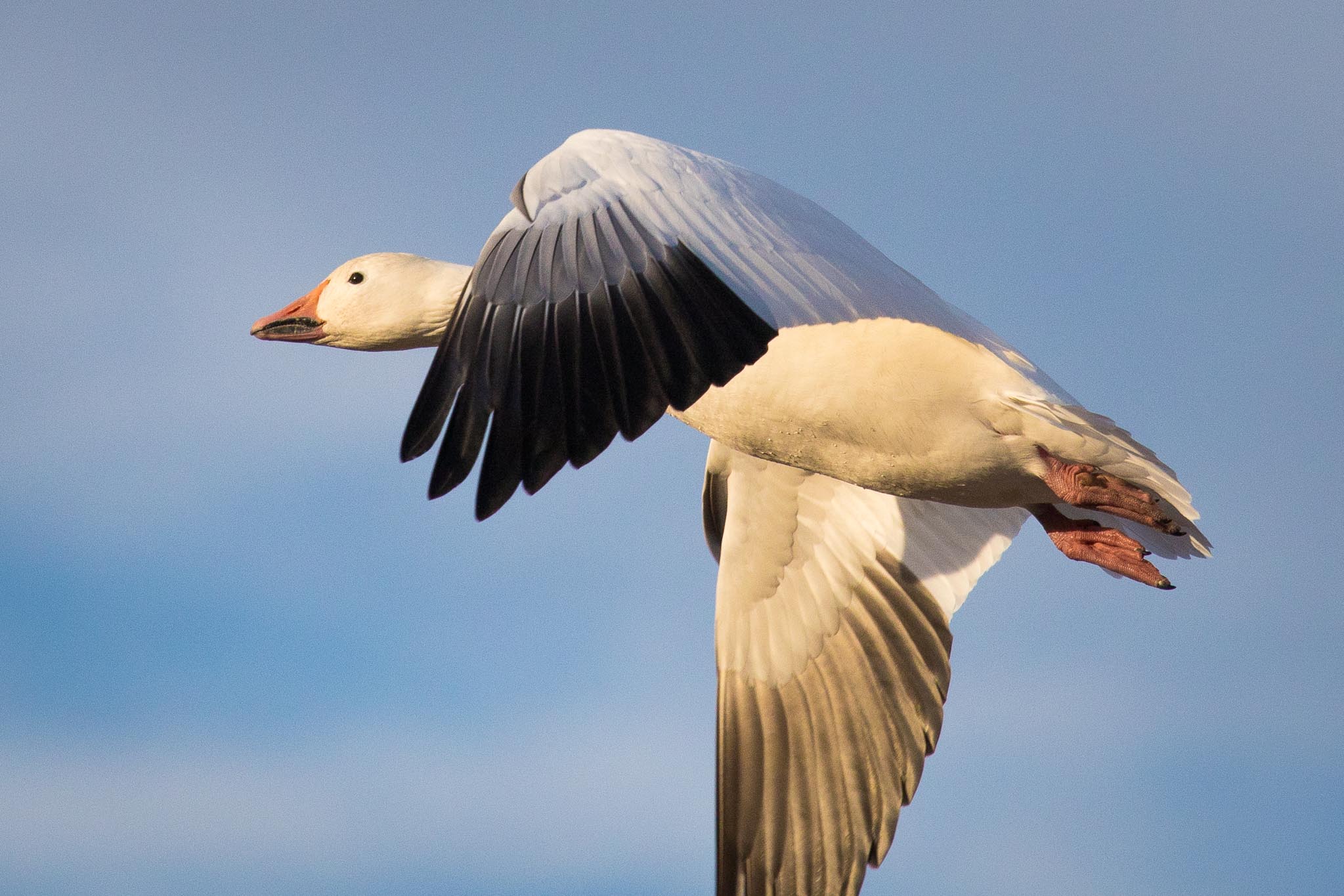 Flying Snow Goose lit from below by late afternoon sunlight flying low, Bosque del Apache National Wildlife Refuge, San Antonio NM, JDecember 21, 2016