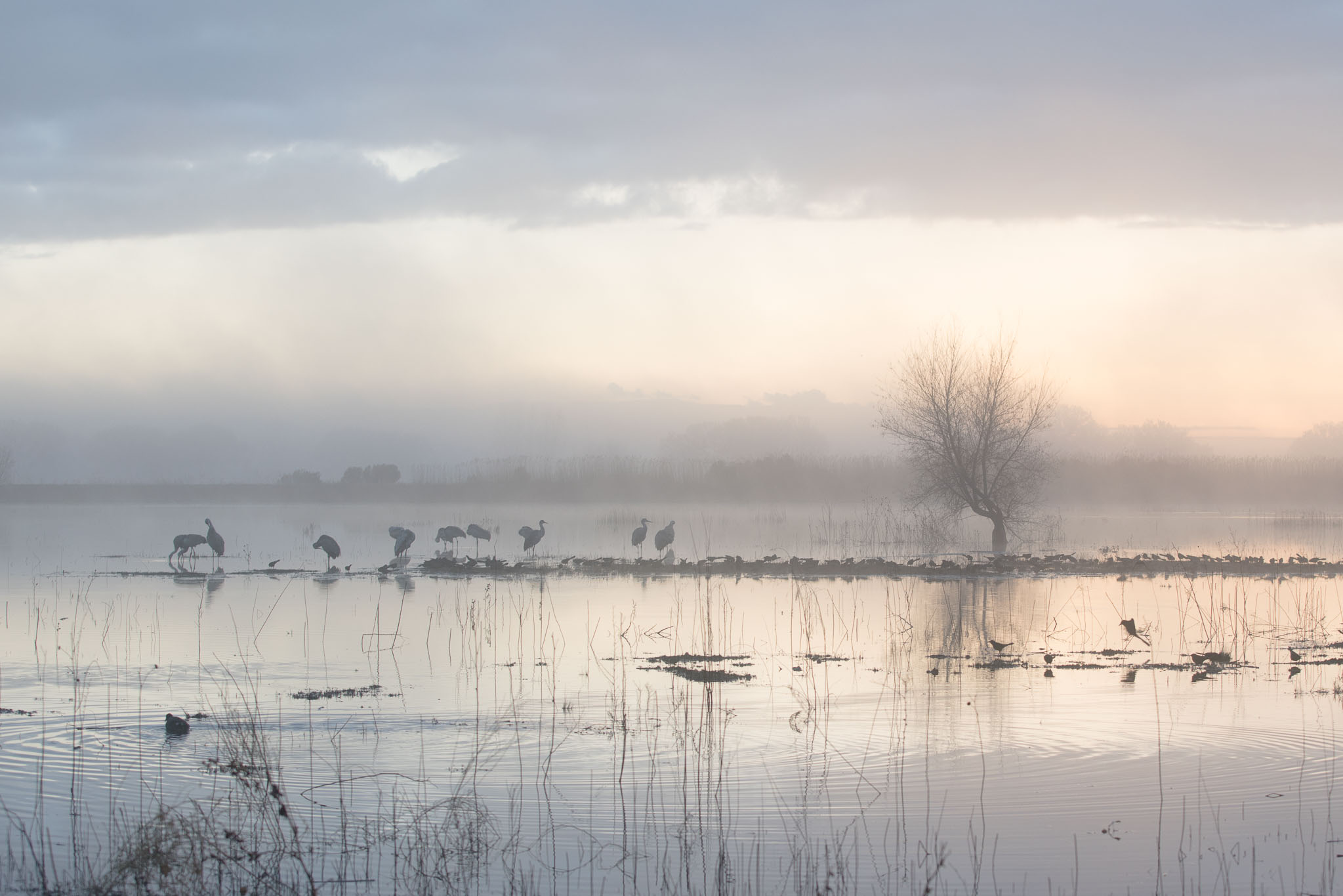 Sandhill Cranes in fog at Bosque del Apache National Wildlife Refuge, San Antonio NM, December 24, 2016