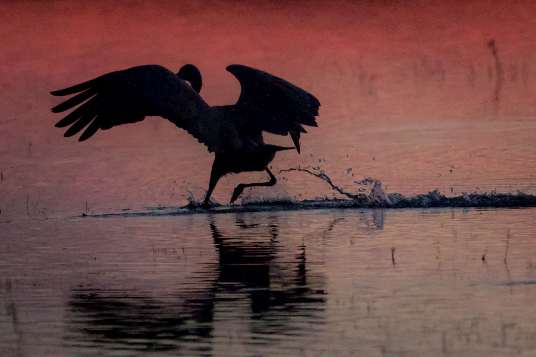 Sandhill Crane landing at a roost pond at Bosque del Apache National Wildlife Refuge, San Antonio NM, December 30, 2016