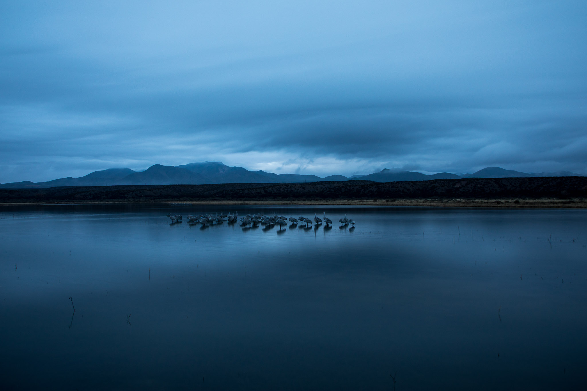 Sandhill Cranes roosting at pond at dawn Bosque del Apache National Wildlife Refuge, San Antonio NM, December 31, 2016