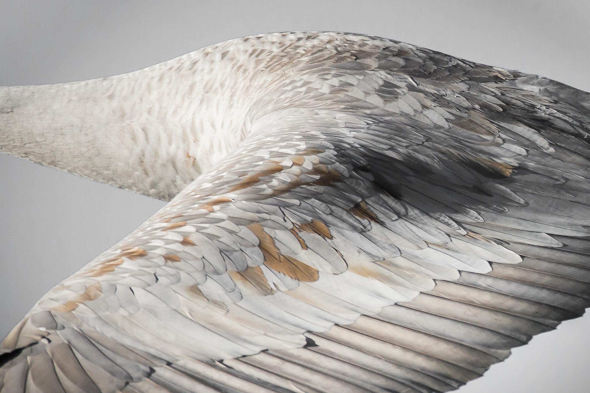 Wing detail of flying Sandhill Crane, Bosque del Apache National Wildlife Refuge, San Antonio NM, January 23, 2017