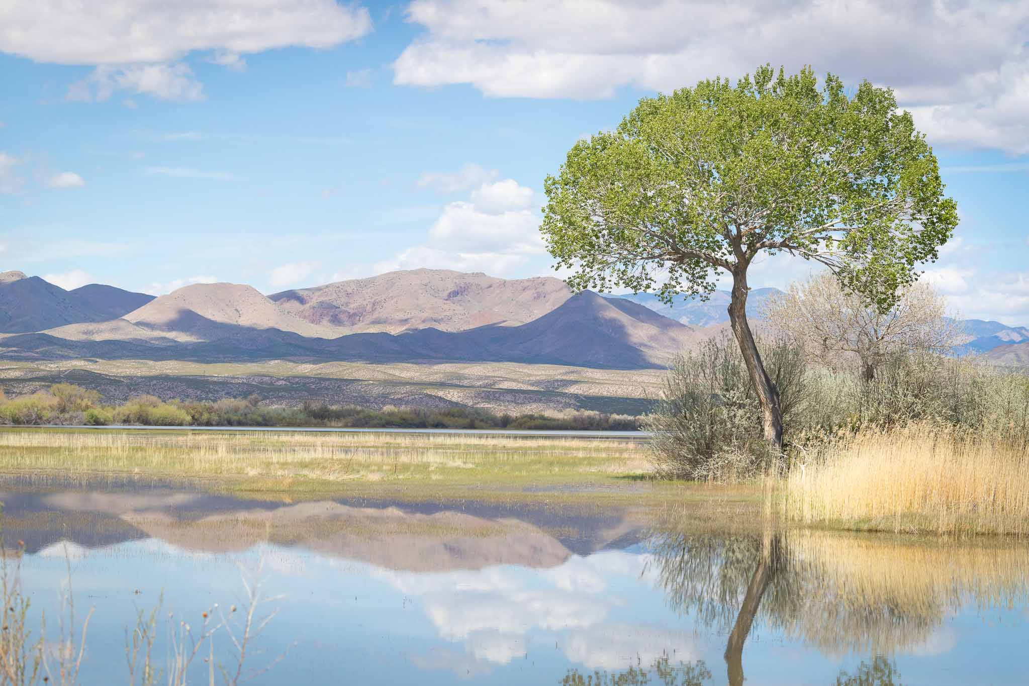 Eagle Tree, Bosque del Apache National Widlife Refuge, San Antonio NM, April 3, 2017
