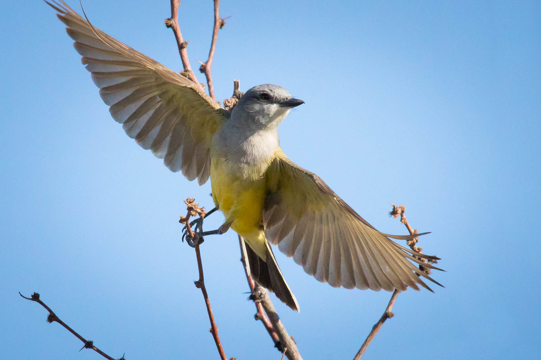 Western Kingbird taking flight, Pancho Villa State Park, Columbus NM, April 20, 2017