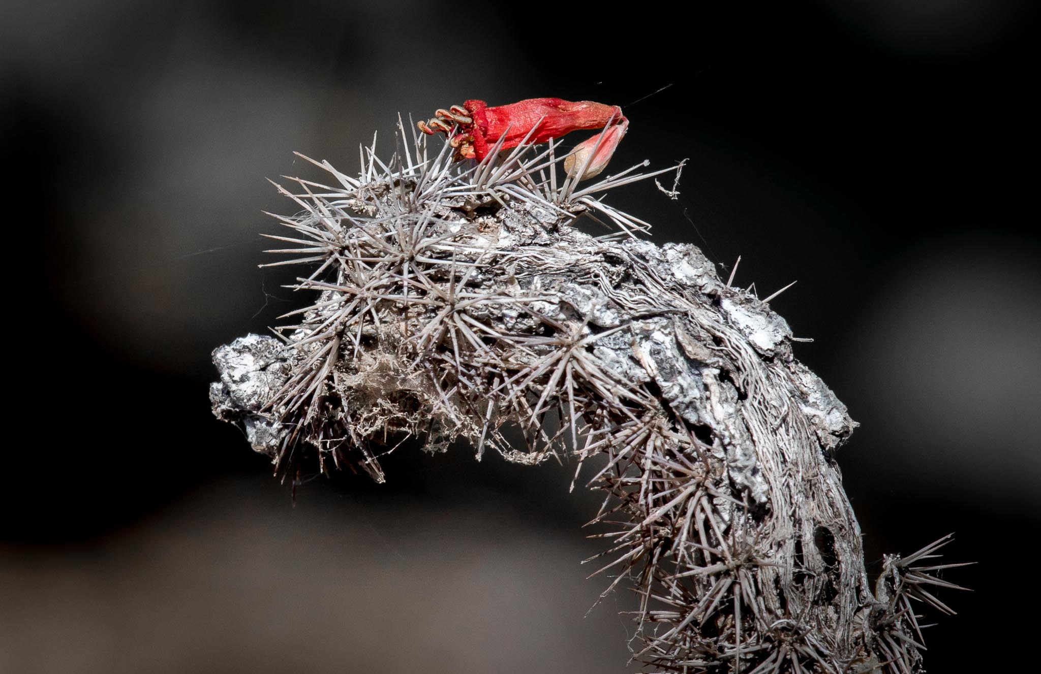 Cholla skeleton with ocotillo blossom, Pancho Villa State Park, Columbus NM, April 21, 2017