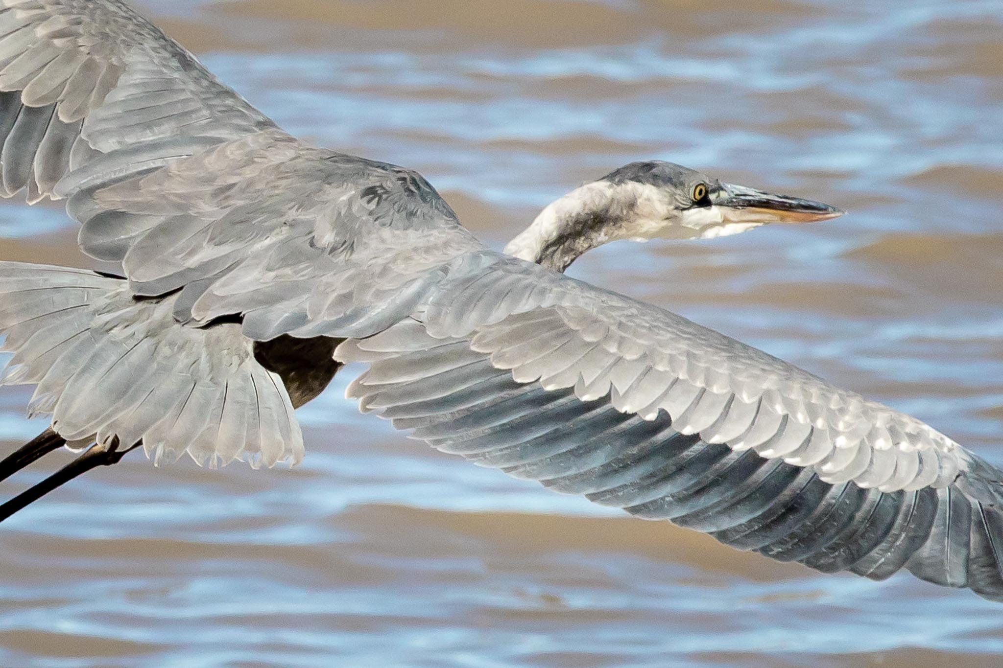 Great Blue Heron flying over pond, Bosque del Apache National Wildlife Refuge, San Antonio NM, October 23, 2017