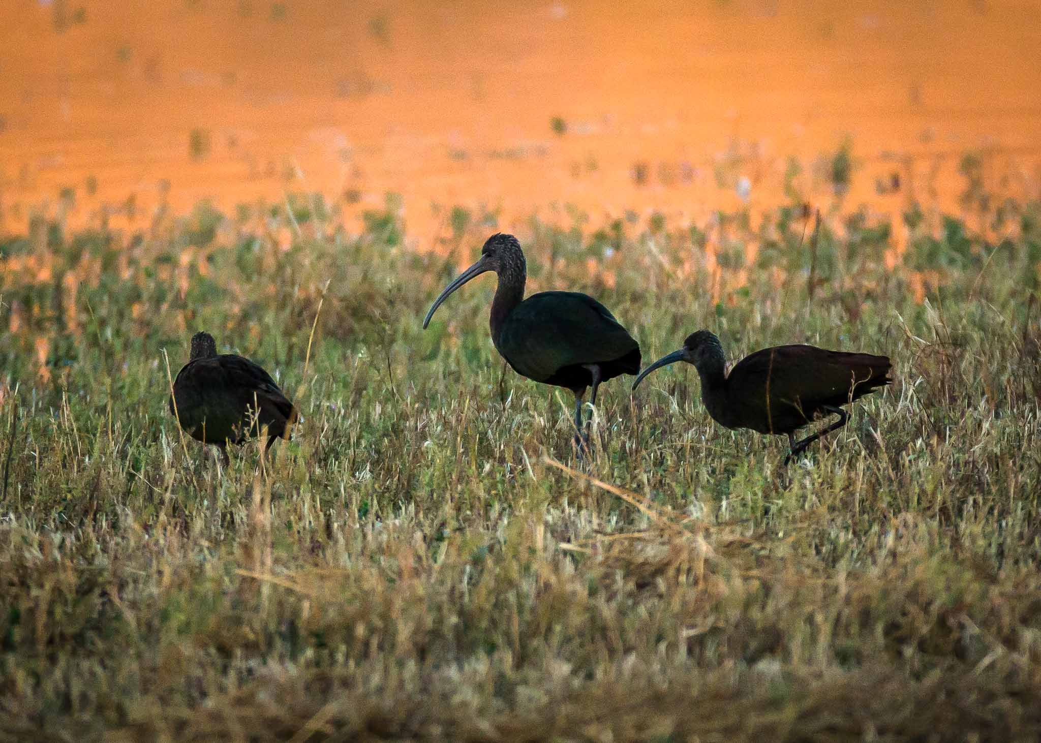 Breakfast at Dawn, White-faced Ibis, Bosque del Apache National Wildlife Refuge, San Antonio NM, October 23, 2017
