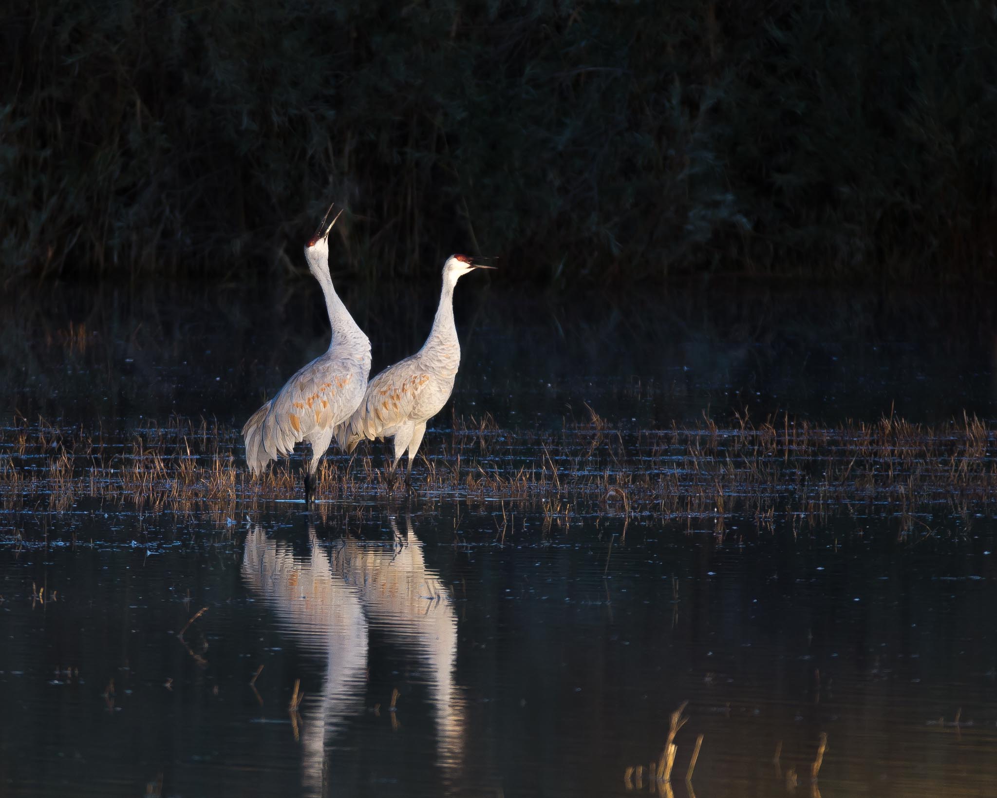 Sandhill Cranes greeting the rising sun, Bosque del Apache National Wildlife Refuge, San Antonio NM, October 30, 2017