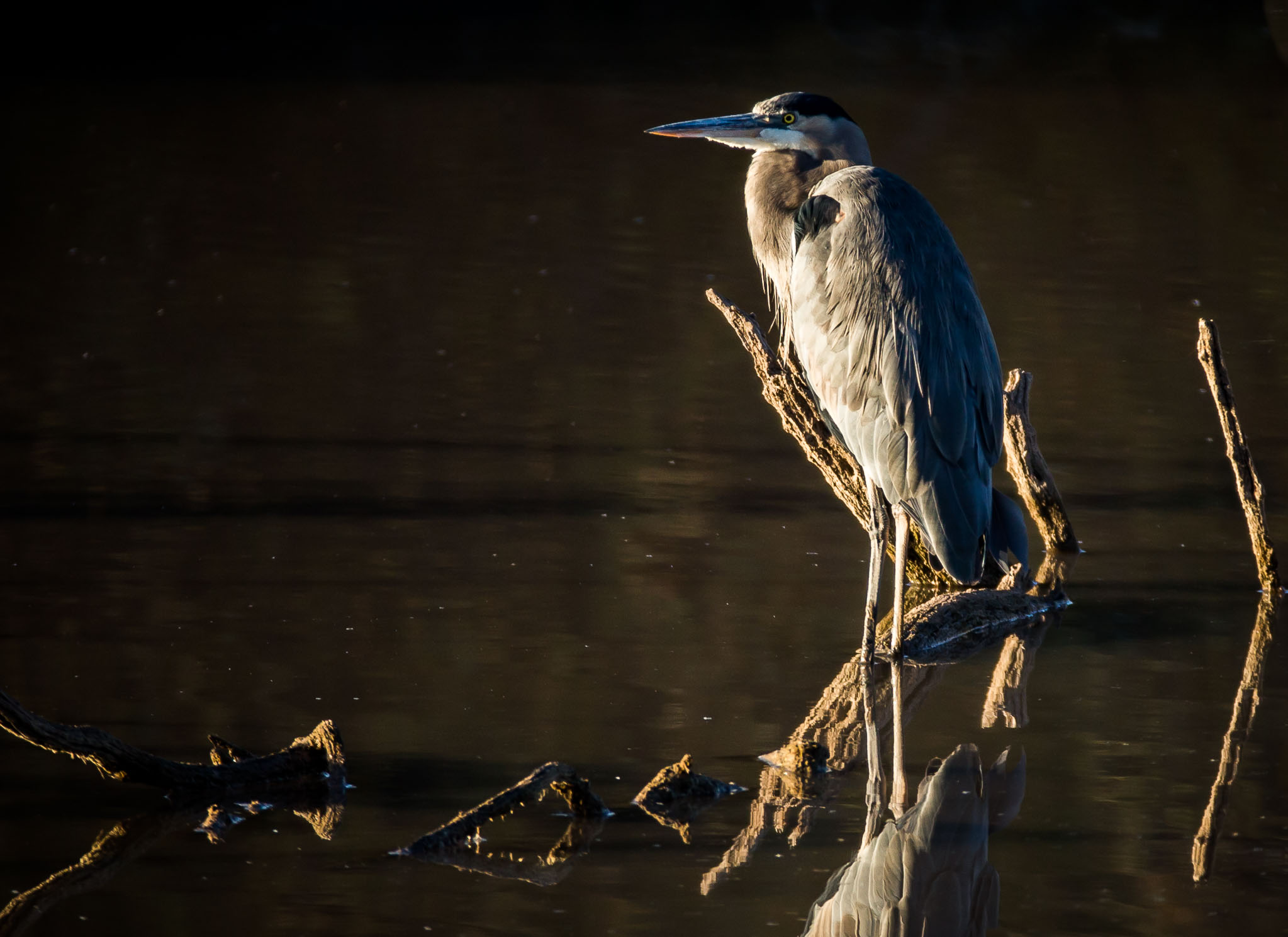 Great Blue Heron standing atop a tree stump, Bosque del Apache National Wildlife Refuge, San Antonio NM,  October 30, 2017