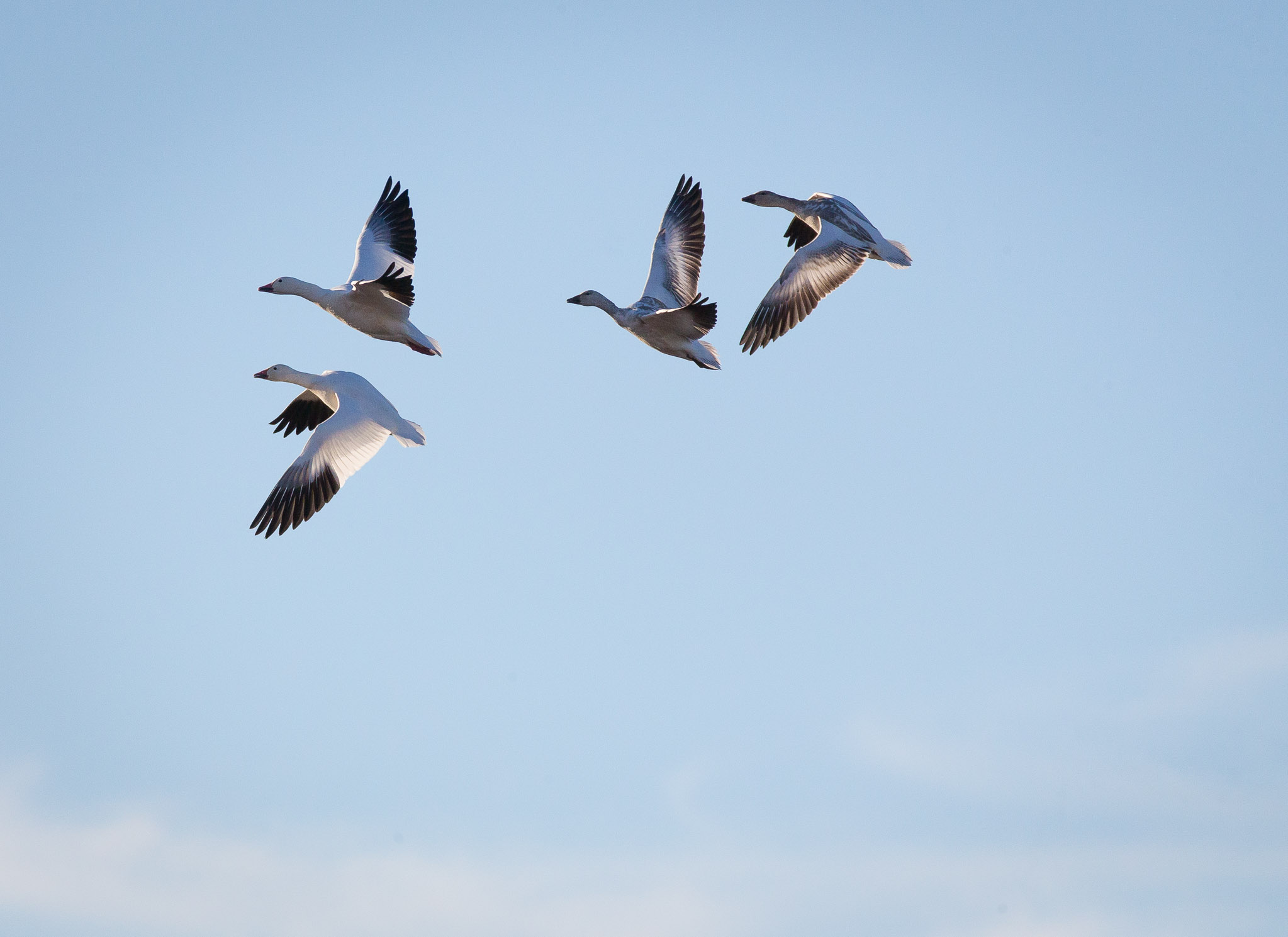 Snow Geese, Flying into the Wind, Bosque del Apache National Wildlife Refuge, San Antonio NM, November 10, 2017