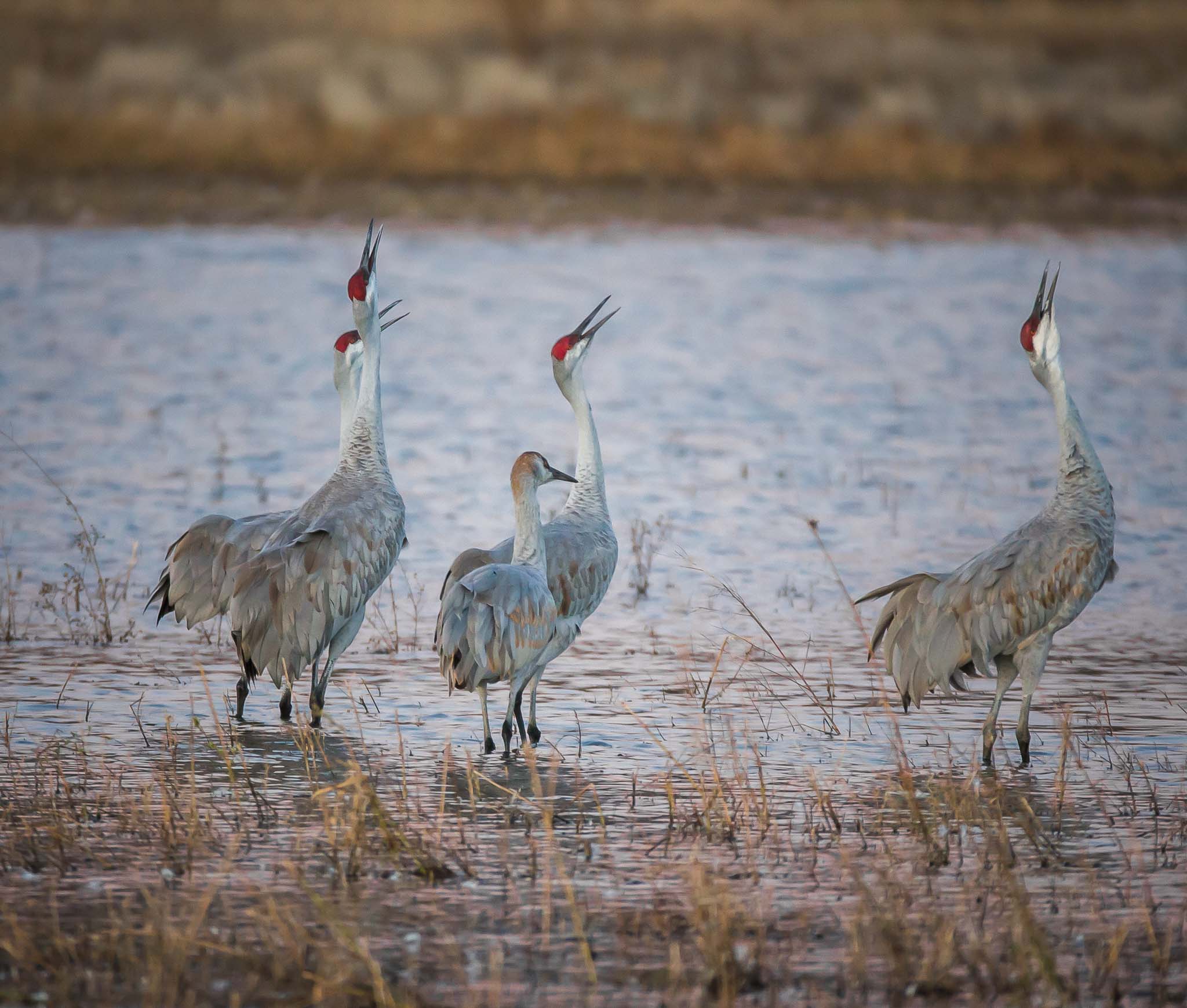 Sandhill Cranes, two pairs and a juvenile, unison calling, Bosque del Apache National Wildlife Refuge, San Antonio NM, November 12, 2017