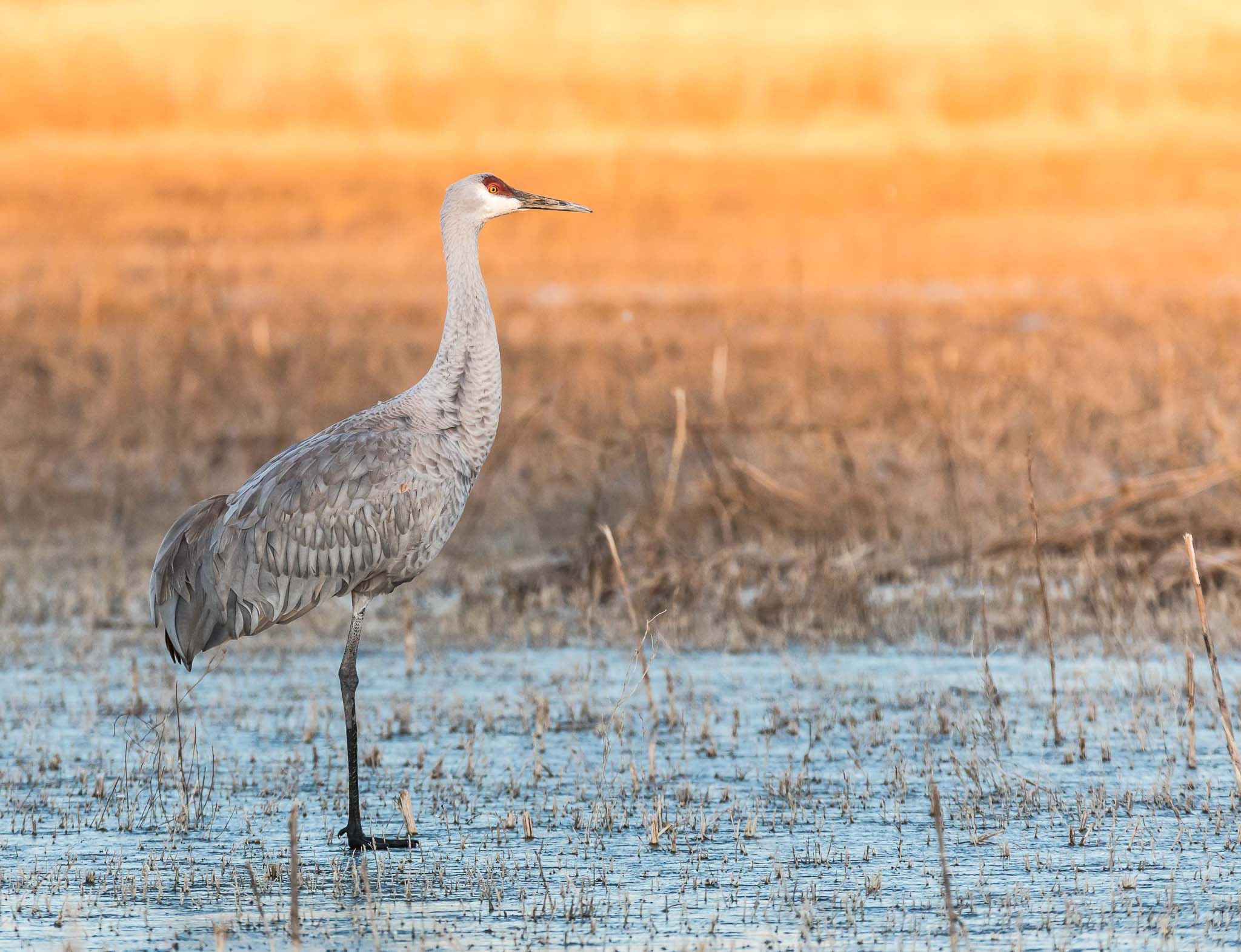 Sandhill Crane watching the sun rise, Bosque del Apache National Wildlife Refuge, San Antonio NM, December 30, 2017