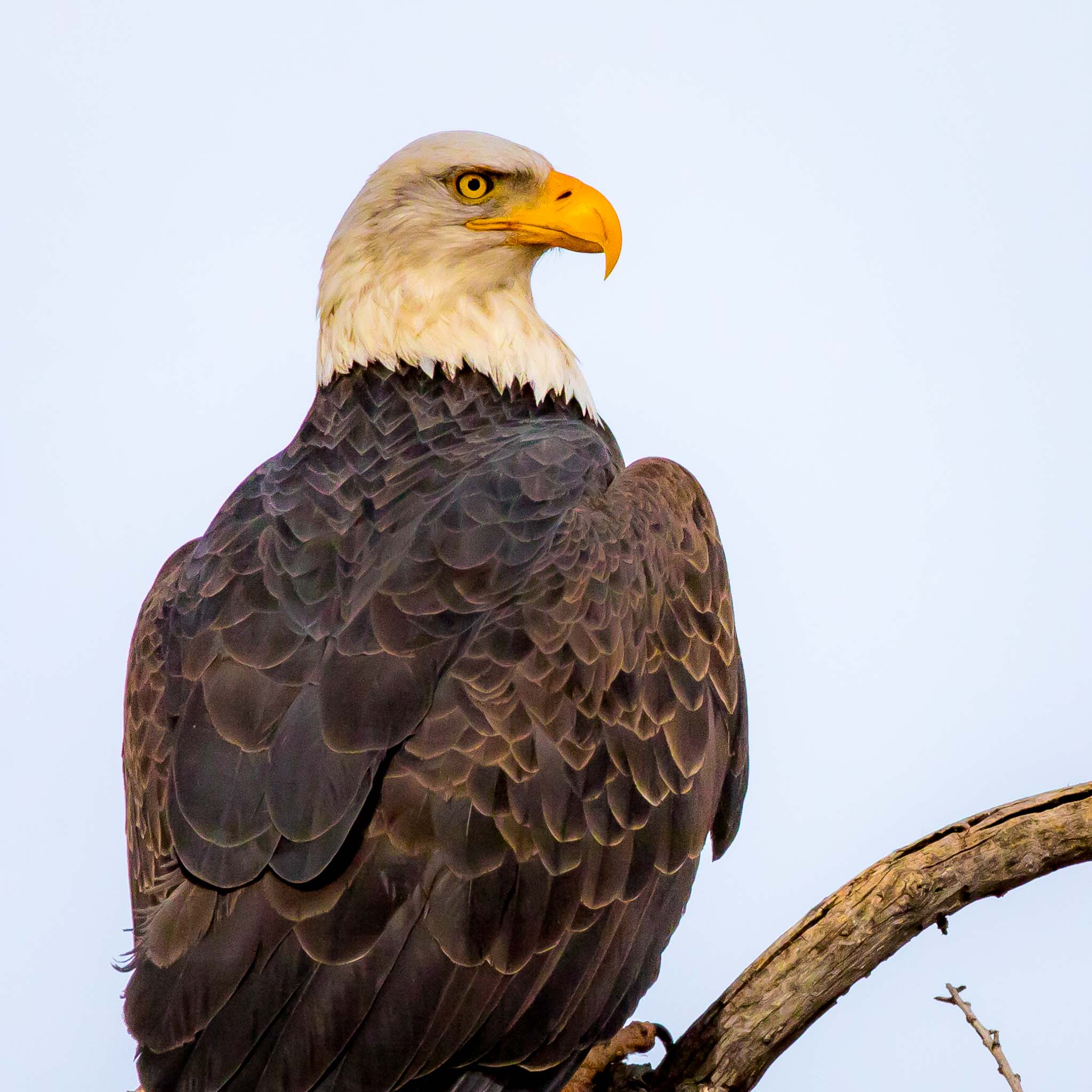 Bald Eagle perched on a limb, Bosque del Apache National Wildlife Refuge, San Antonio NM, December 31, 2017