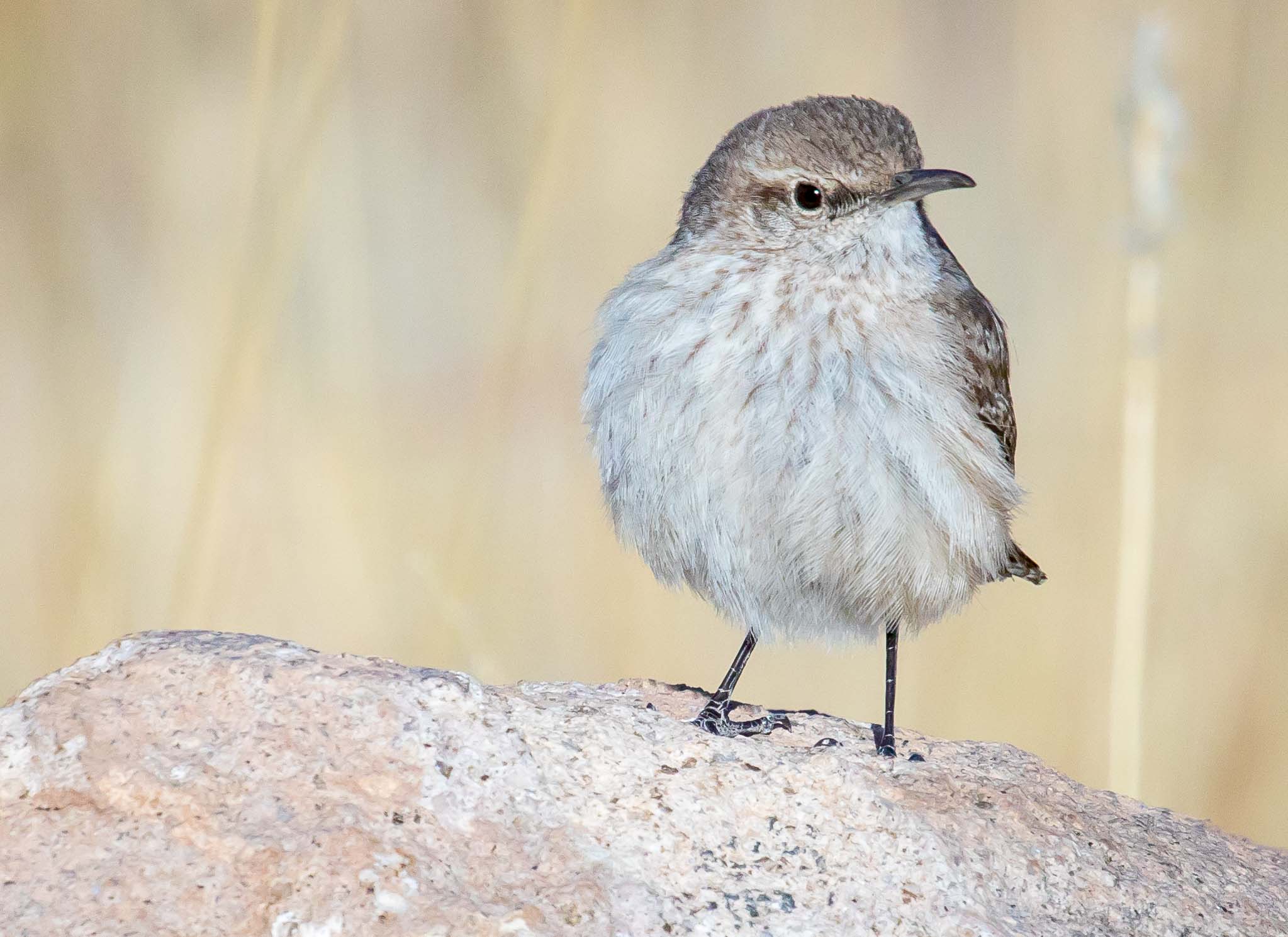 Rock Wren on rock, City of Rocks State Park, Faywood NM, March 28, 2018