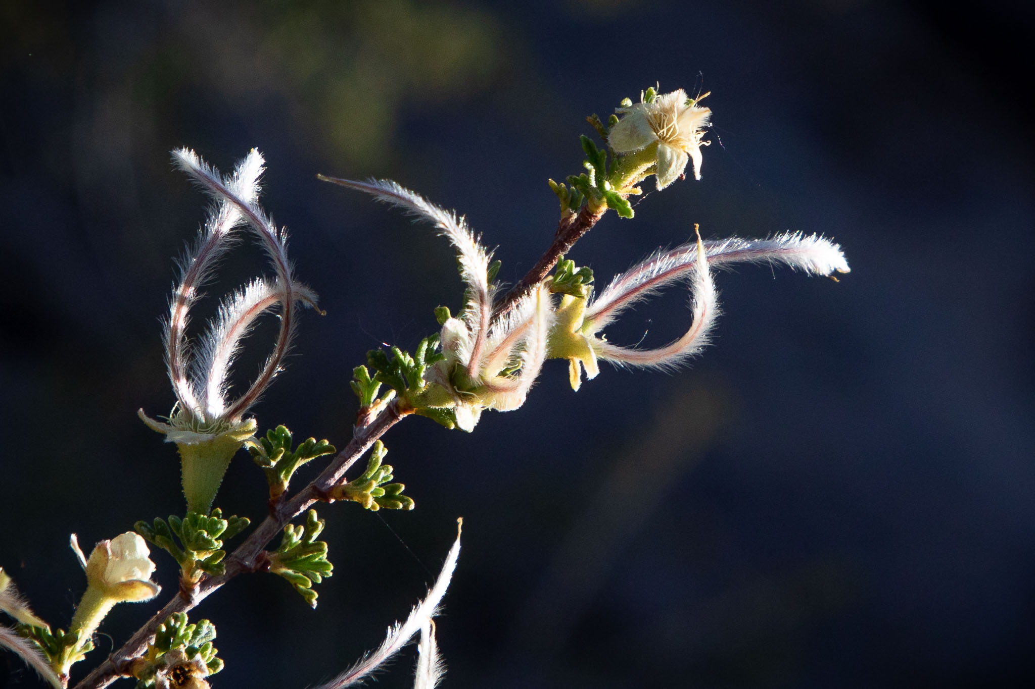 Mexican Cliffrose blossoms, Hovenweep National Monument, Aneth UT, May 25, 2018