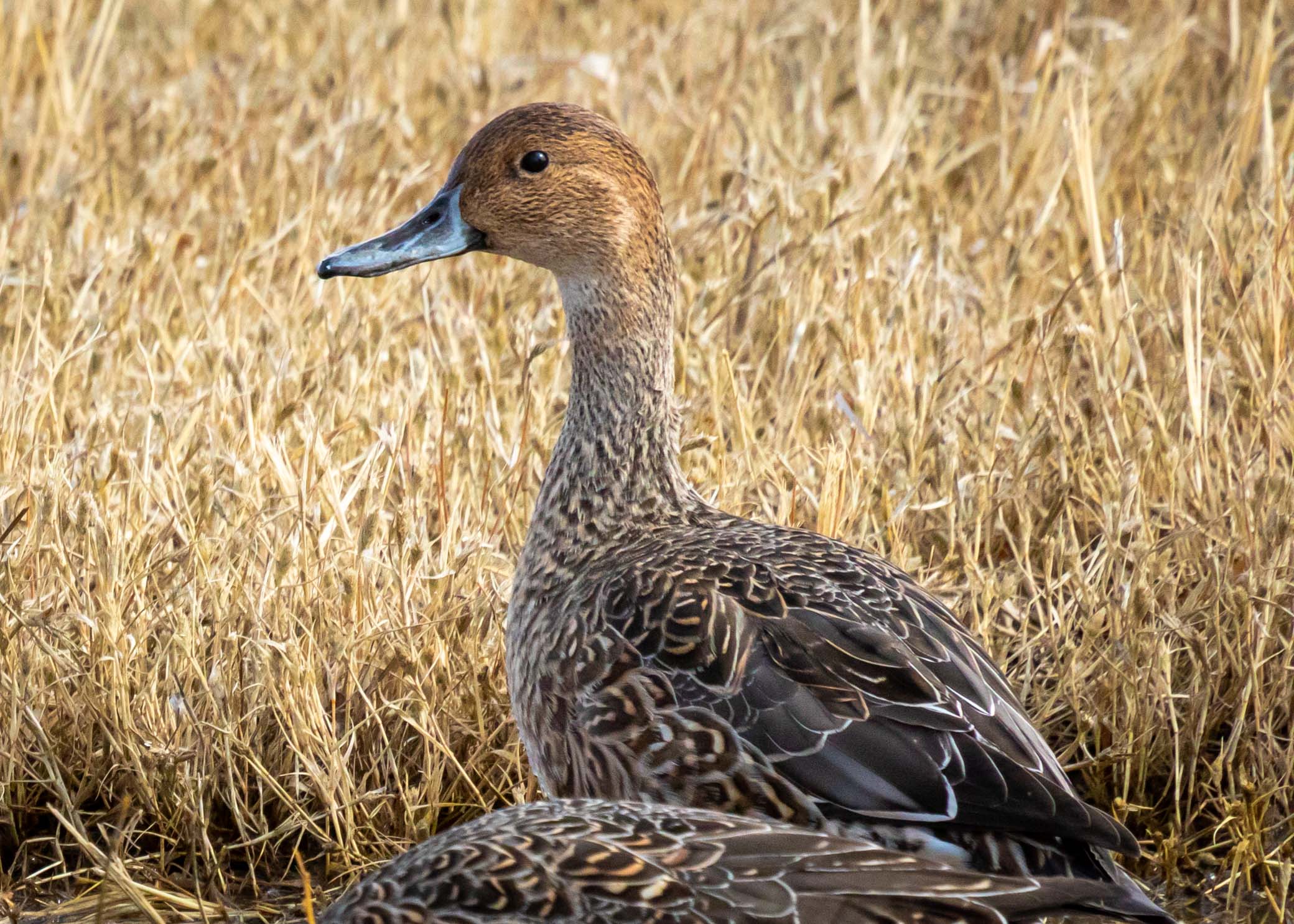 Female Northern Pintail Duck, Bosque del Apache National Wildlife Refuge, San Antonio NM, November 11, 2019