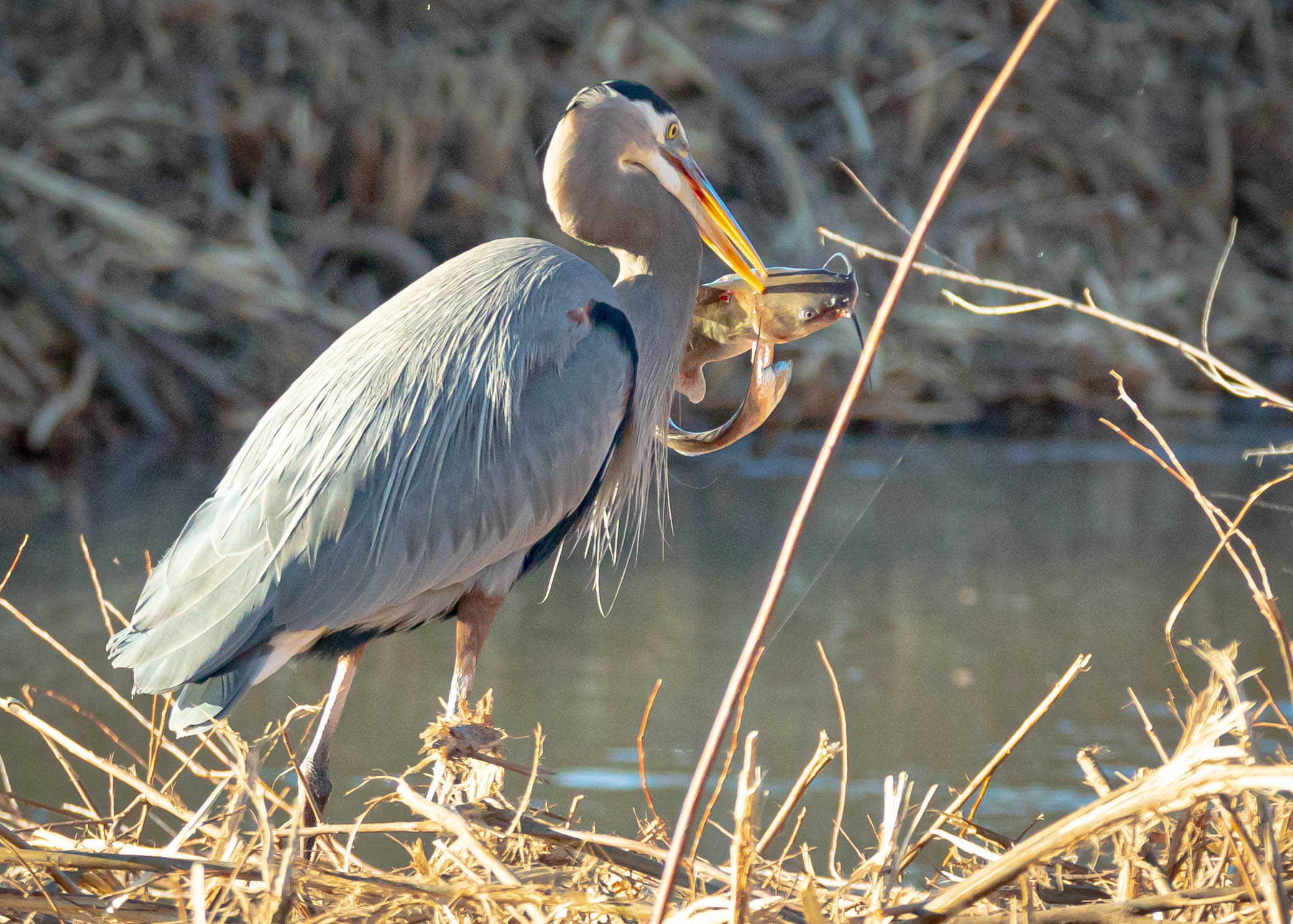 Great Blue Heron with a big catfish, Bosque del Apache National Wildlife Refuge, San Antonio NM, November 14, 2019