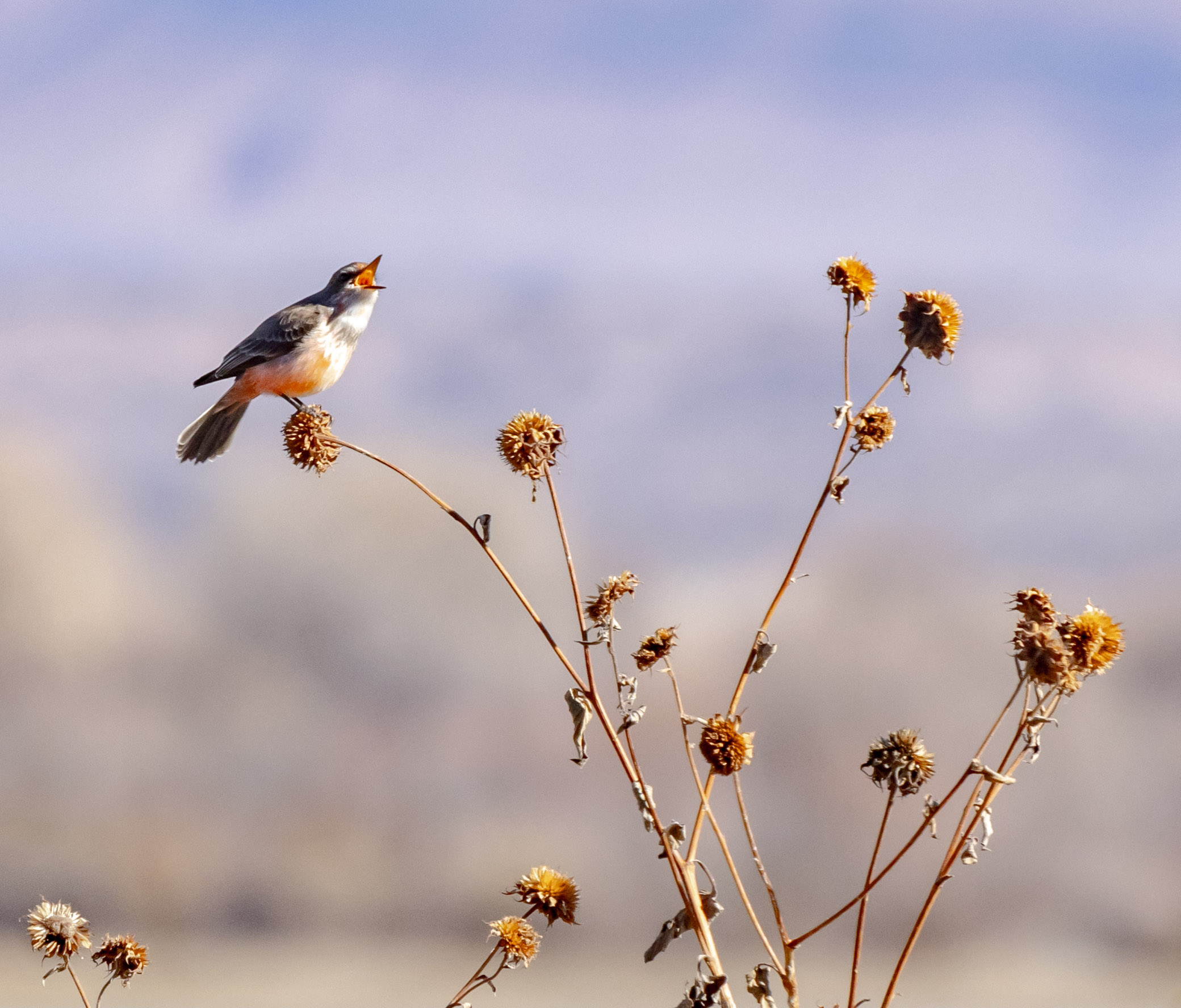 Vermilion Flycatcher singing on a sunflower head, Bosque del Apache National Wildlife Refuge, San Antonio NM, January 27th, 2024